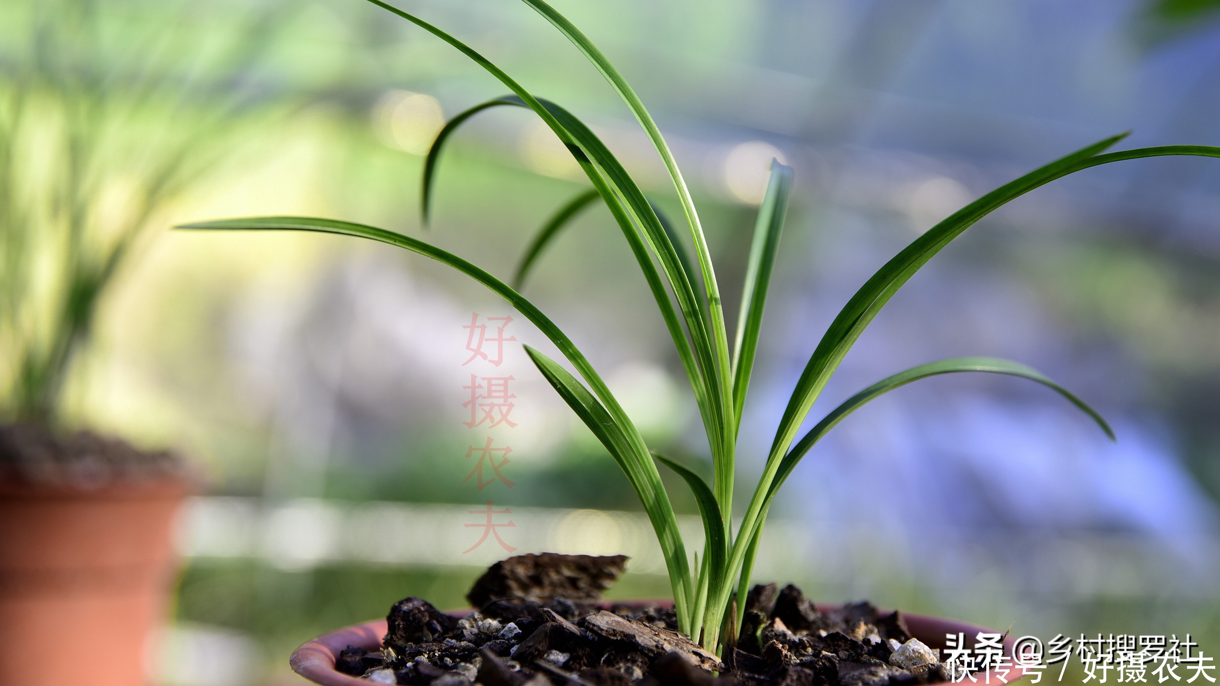 兰花|五月份的兰花最怕什么?施肥操作不当,15天兰花根烂苗枯