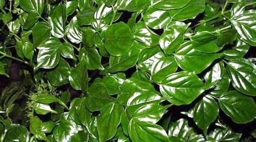  幸福树|奶奶养的幸福树，挺拔高大，绿意又盎然，幸福一大家！