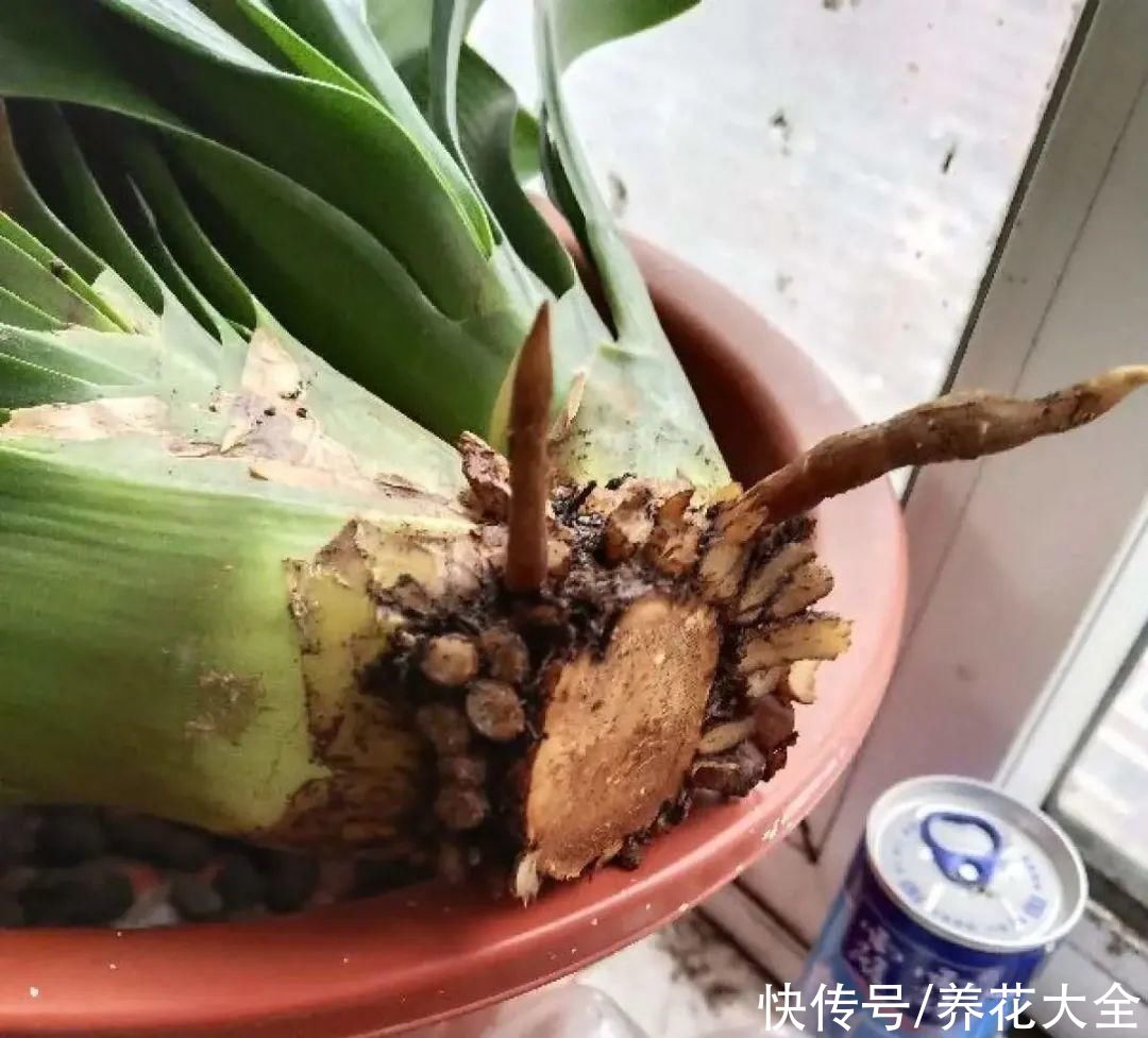 烂芯|夏天养君子兰,烂叶烂芯烂根,太难养了
