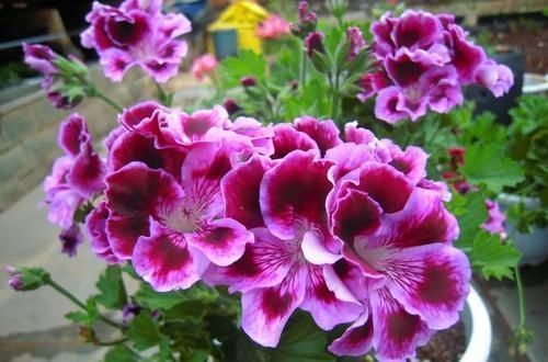 垫底石|养花不懂换盆?永远等不到植物开花,养一盆黄一盆!