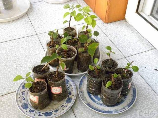 路边见到“2种树”，随手摘个小枝条，插土就活，呼呼发根系