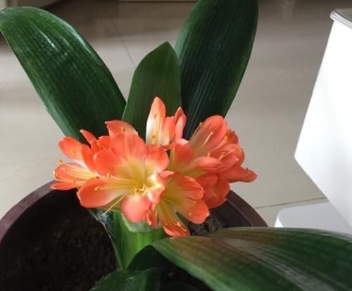 一般君子兰不开花，是因为没达到哪些“要求”？