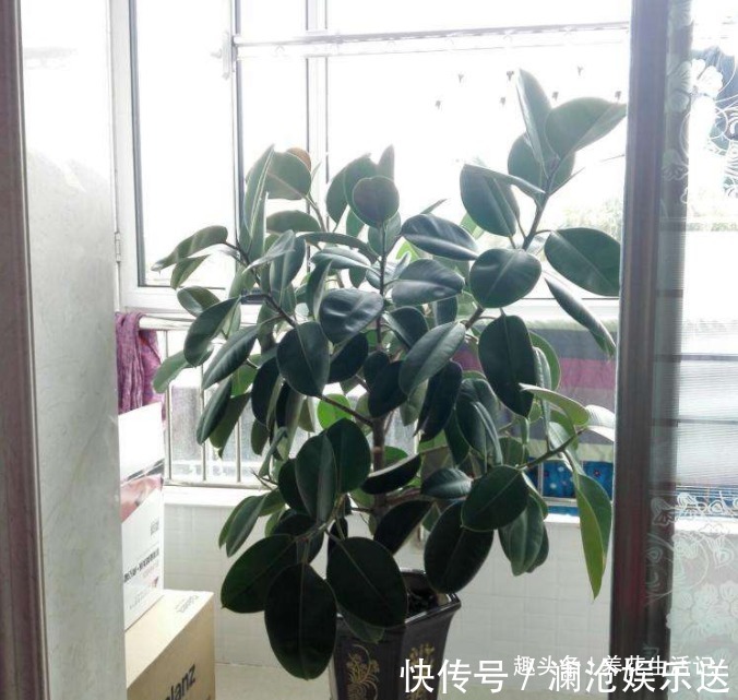 叶子|想让橡皮树越长越旺6个“关键点”要做好,植株丰满叶子油绿