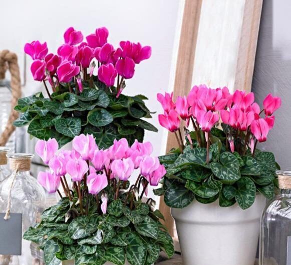 被当做一次性花的漂亮花卉,一个小技巧,还能继续开花