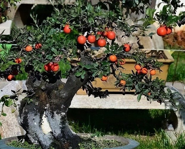 养一盆金弹子,这么照顾,3、4年长成老桩,越来越值钱