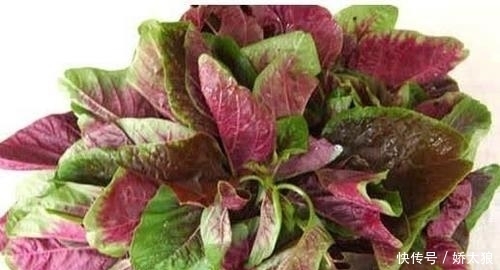 夏天|认识红苋菜吗?它堪比补药,夏天不吃太可惜了!
