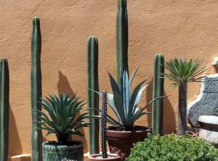 风绿植|琴叶榕、散尾葵这4种超北欧风绿植怎么养?注意这几点,长势更好