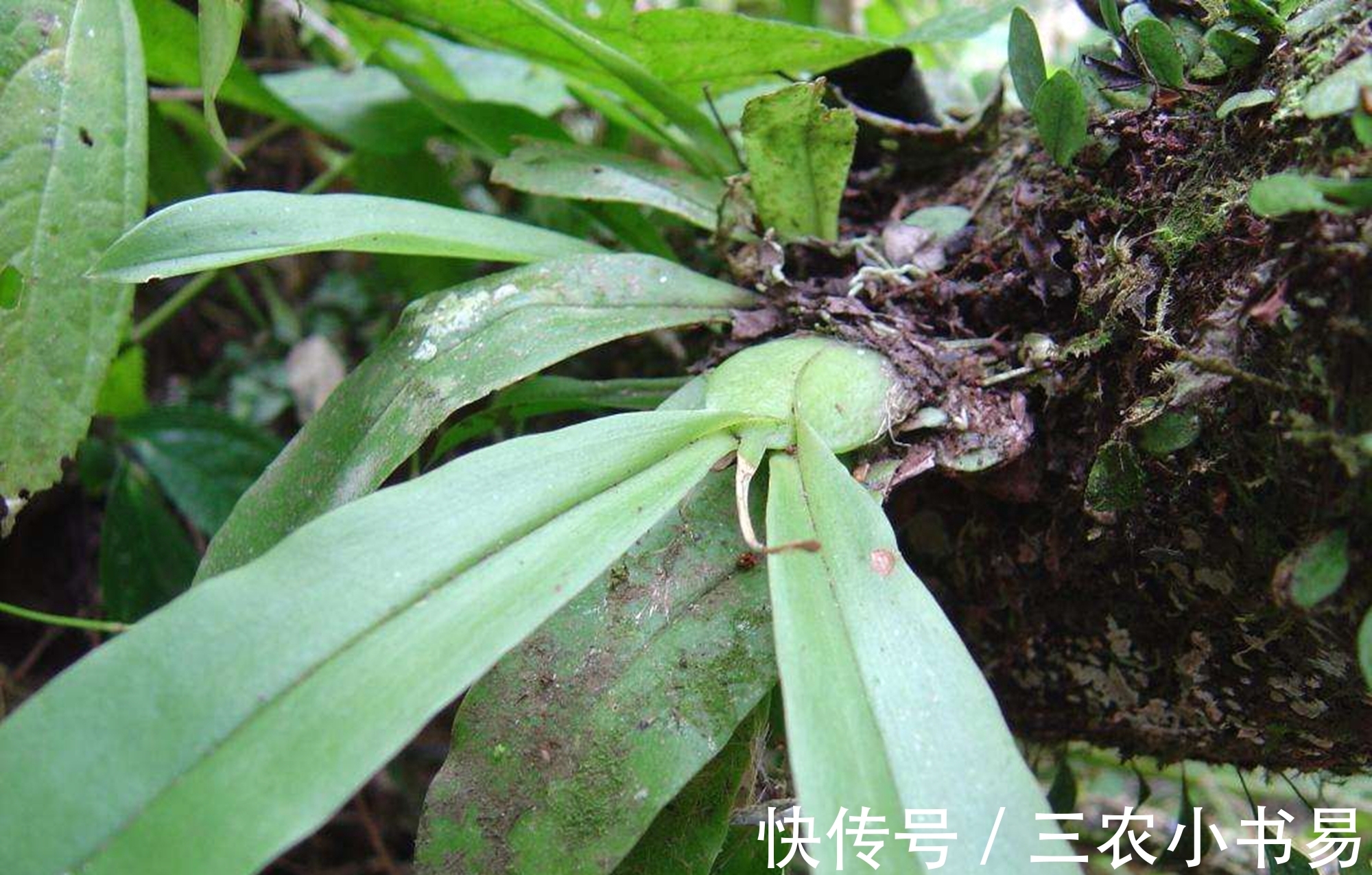 石仙桃|石头上的仙草，人称“仙桃”，农民见到会扯掉，殊不知煲汤味道鲜