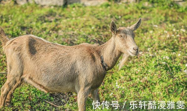 十羊九不全|十羊九不全是真的吗这几月出生的属羊人，旺人旺己，一生事业顺遂