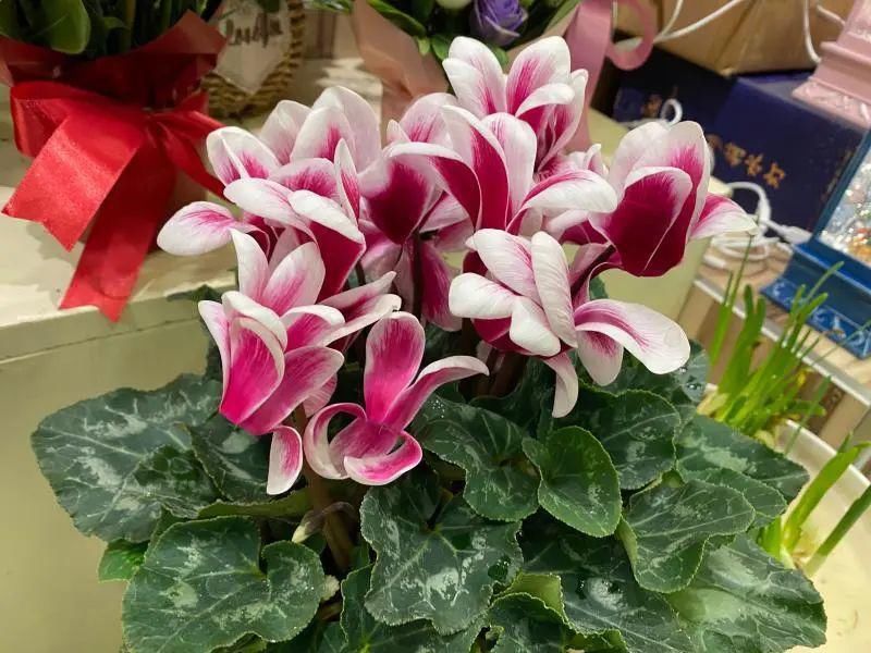 这样“年货”你备了吗？年宵花图鉴（下）请查收