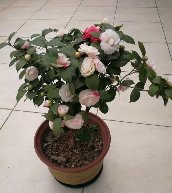 栀子花|这6种花儿爱吃酸,每月1勺“酸水”,花苞满盆看不见叶