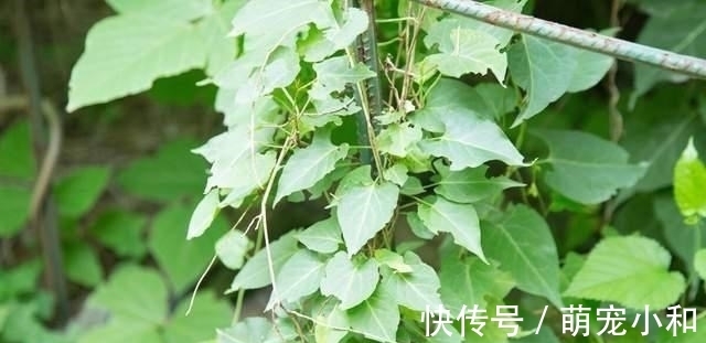 鲁西南|小时候经常见的17种植物,很熟悉却叫不上名字,现在终于知道了