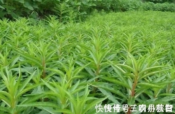 营养物质|农村被称为“养肝草”,曾经只是牲畜的饲料,其实价值珍贵