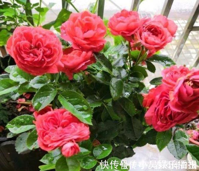 瓷玫瑰|阳台再小也必须养的4种花，一年开花300天，层层交叠，烂漫迷人眼