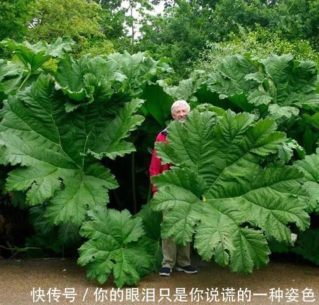 惹不起的花，叶子直径3米大，一片叶子盖住3个人