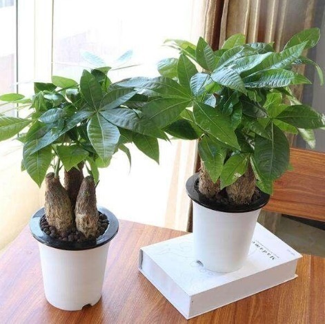 小黑飞|“洗衣粉”养花有奇效1周后,叶绿花大,满屋子飘香,养啥都旺