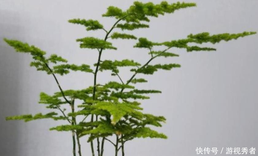 云竹|云竹换盆分株,找个“烟头”烫一下,换完不烂根,轻松变多盆