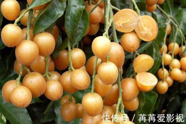 黄皮果|立秋后，晚上当零食吃两个，口不干了，嗓子舒服了，还能降血压