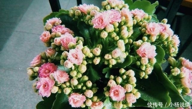 家里养了3种花,一年四季轮着开花,简单好养花量又大