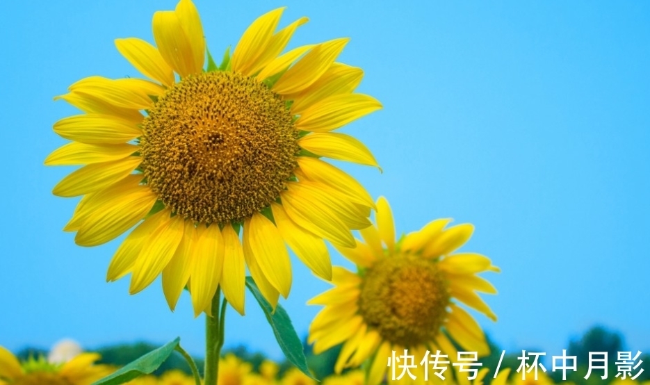 现实生活|6月底，桃花运暴涨，点亮爱情，3大生肖梦里梦外都是你，纸短情长