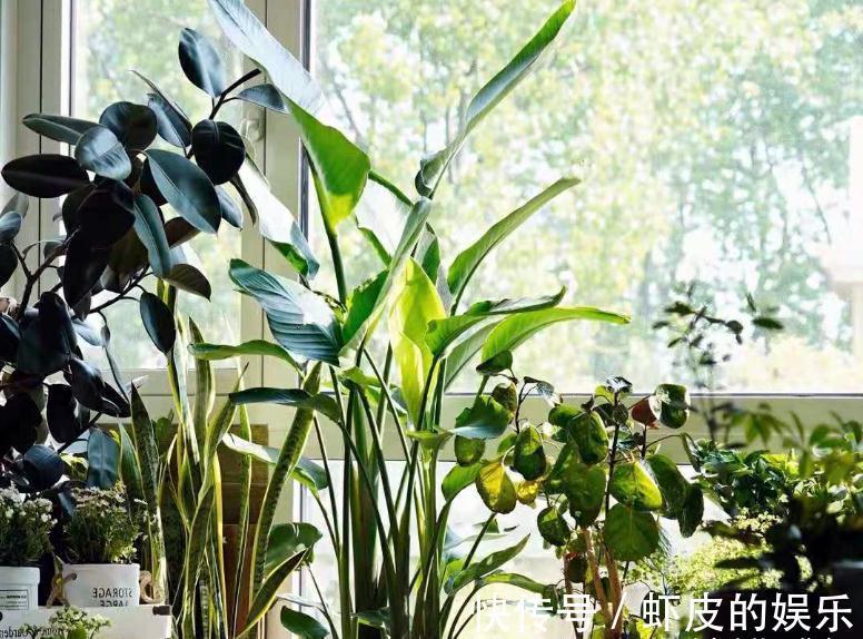 家里养花,不妨从“5福4财”中选,好养好寓意,好看又吉利