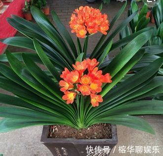 媳妇把君子兰养成大白菜，原来你是如此的君子兰