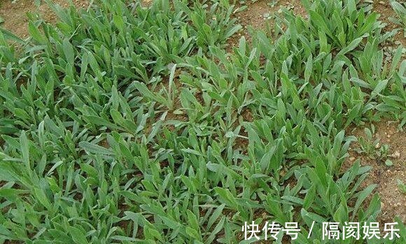 藤三七|一种野草,酷似“面条”,价值比较大,可以煮面条吃,止血是一绝