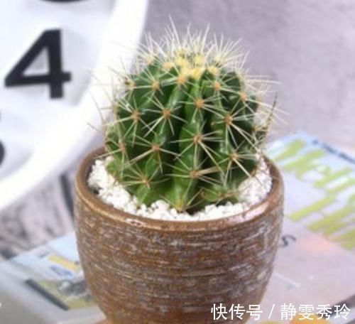 家里最适合养这几种植物,防辐射又能净化空气,有钱人都养了