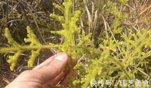 植株|小溪边,1种野草像“蜈蚣”,名称是“铺地蜈蚣”,甚是珍贵