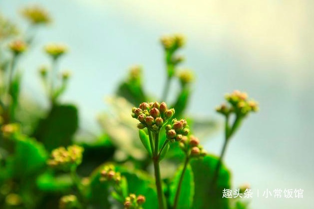 长寿花有“花苞”却不开花教你几个小妙招,轻松爆盆红艳艳