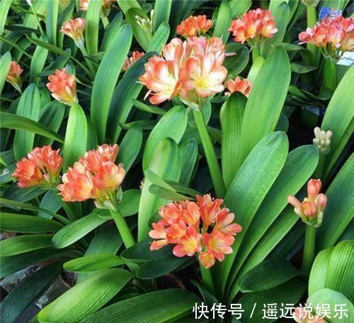 頻率|养君子兰重点在于浇水,掌握好它的习性,花开长势旺盛,四季常青