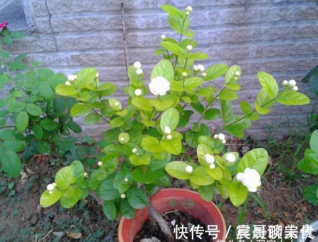 花友|这“三种花”爱淋雨,入春让它们“淋一淋”,撒欢长芬芳小半年