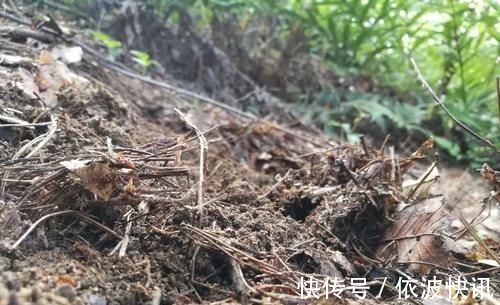 兰友|营养土的自制方法,兰友说:这样就简单了,明天开始做