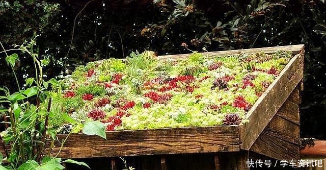 婆婆说家有平房,正好把多肉养屋顶,夏季易出状态,室内还凉爽!