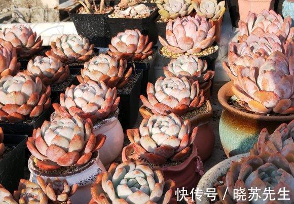 养多肉让人快乐,养多了,麻烦就多了,控制欲望,减少麻烦