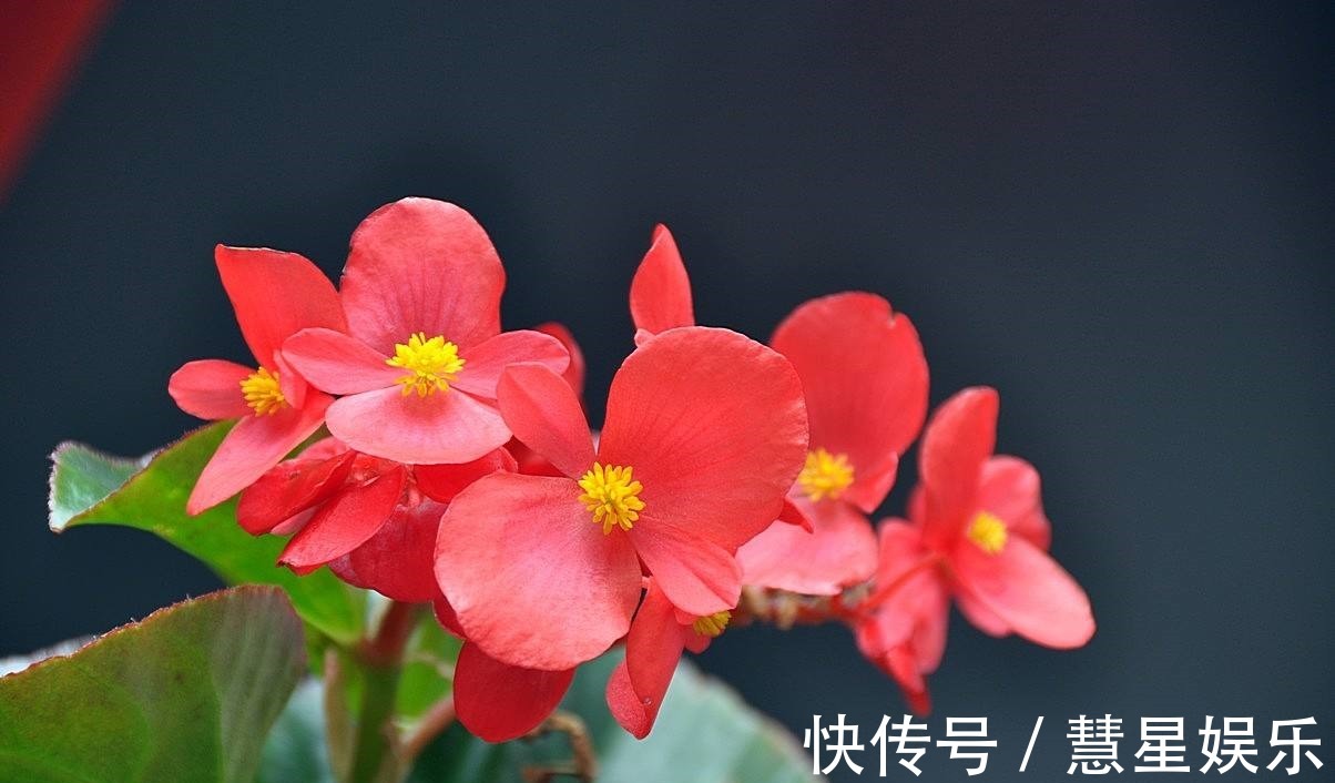 给大家介绍几种适合新人种植的花,不需要怎么打理,而且四季开花