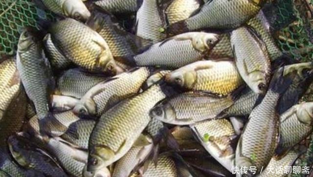 怪不得鲫鱼上了一条又一条,原来这才是春钓必修课,白瞎了
