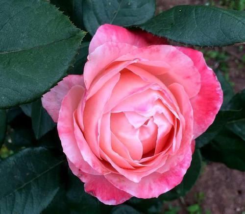 鸡蛋壳|养花易烂根,4种东西随便一种撒一把,10盆9盆不烂根!