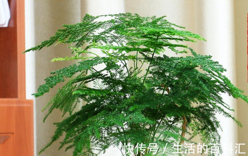 文竹秋季养护抓住重点,叶片不发黄,植株长势快,还能增强抵抗力