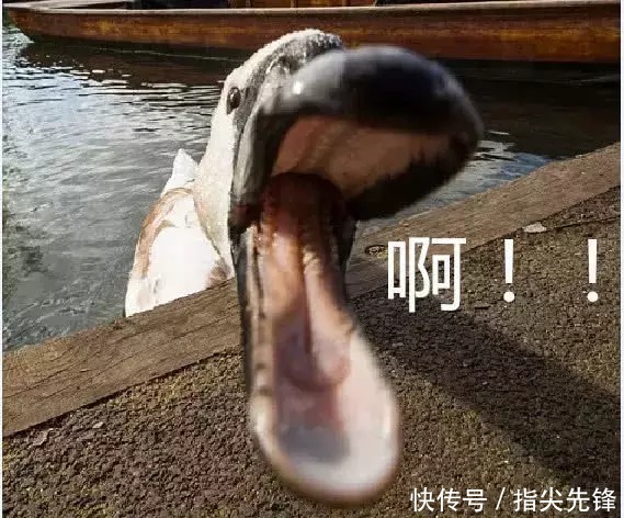 剑桥|剑桥“水怪”!揍人打狗未逢敌手?这么嚣张居然是女王给ta撑腰