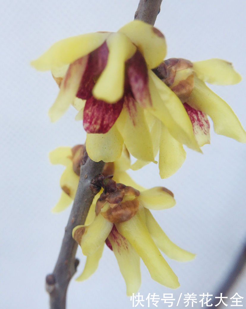  石榴花|12种幸运花，你是几月出生，最旺你的花就是那它