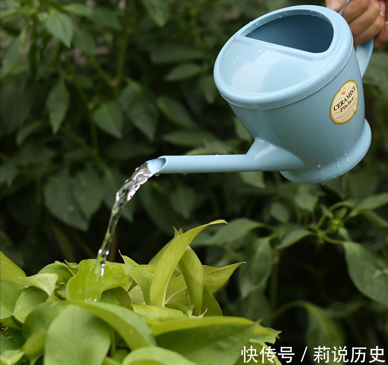 立春之后,养花要“叫醒”根系,缓过劲来,开花才会爆