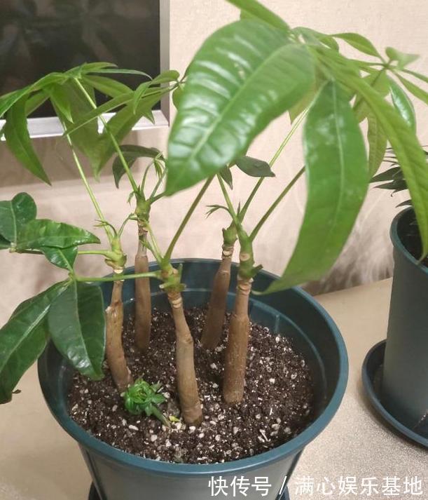 年轻人养花,没时间打理盆栽?就栽种它们,省心又能愉悦自己