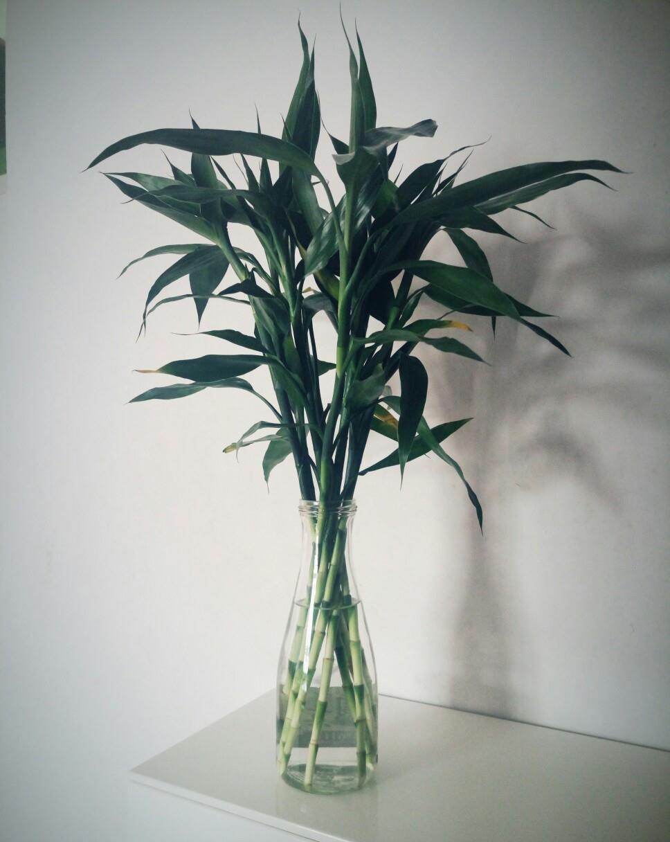 17大吉祥花，客厅有空间一定要养上一盆，好看又好养，养人又旺家