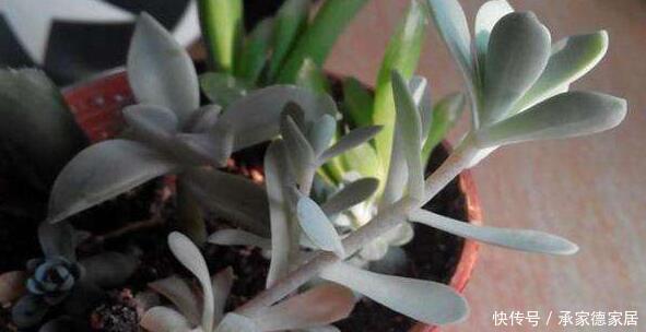  枝条|盆栽开花越来越小？只要春季修剪好，花儿多又大