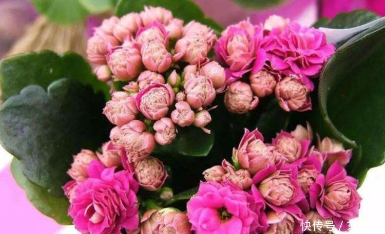 4种花超好养的，半年不用管，照样长得旺