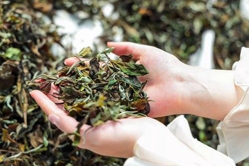  “茶因不饮而凉，人因不惜而散”这句话出自哪里？