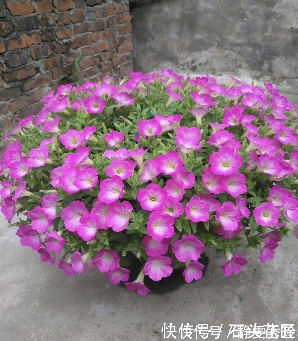 风雨兰|花友评选出6种“良心”好花,价格不高、花朵都是“高颜值”