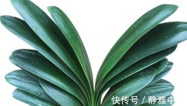 万能养花之宝,盆里放一点,不黄叶、不烂根、不生虫还不用肥