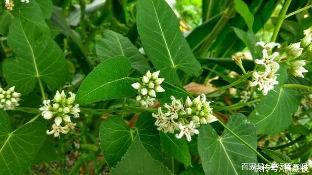野果|常识：农村叫“老鸹瓢”，童年时的野果，全身是宝，有谁认识？